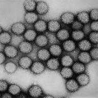 Pinkbook: Rotavirus | CDC Rotavirus Chapter of Pinkbook: (Epidemiology and Prevention of Vaccine-Preventable Diseases)